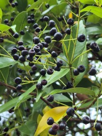 Indonéz babérlevél - Daun Salam - Syzygium polyanthum